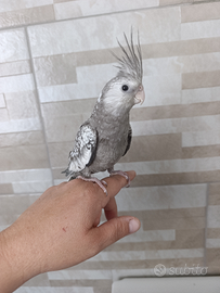 Calopsite Allevato a mano