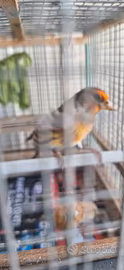 Incardellato
