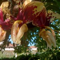 Orchidee  botaniche