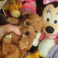 Barboncino Mini gold