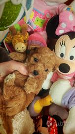 Barboncino Mini gold