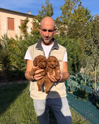 Cucciole di Barboncino Toy