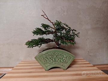 bonsai mame di ginepro