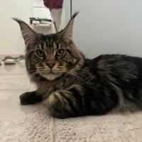 Maine coon per monta