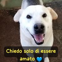 Roy simil labrador 25/30 kg 6 anni