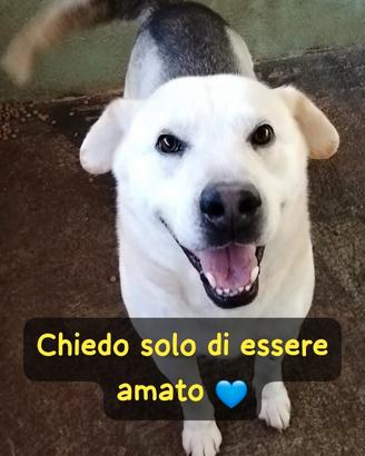 Roy simil labrador 25/30 kg 6 anni