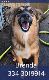 Brenda cucciola taglia media