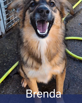 Brenda cucciola taglia media