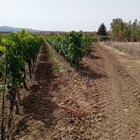 Lotti agricoli parzialmente coltivati a vigneto