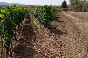 Lotti agricoli parzialmente coltivati a vigneto