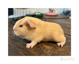 Cucciolo cavia crema self