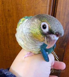 Pyrrhura Molinae allevati