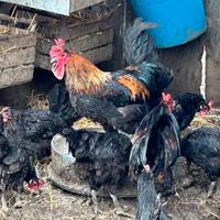 Galli coronati, tacchini leggeri, anatre mute