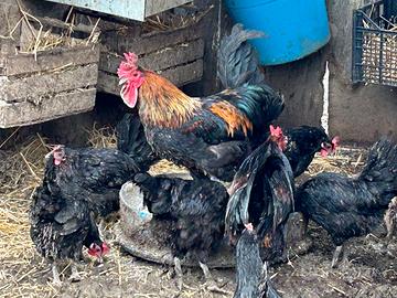 Galli coronati, tacchini leggeri, anatre mute