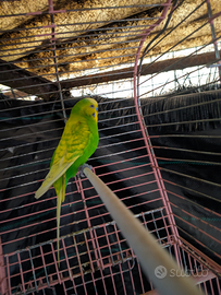 Parrocchetto Ondulato