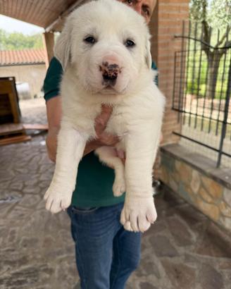 Cuccioli Pastore dell'Asia Centrale - Alabai