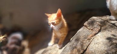 Gattini, gatti