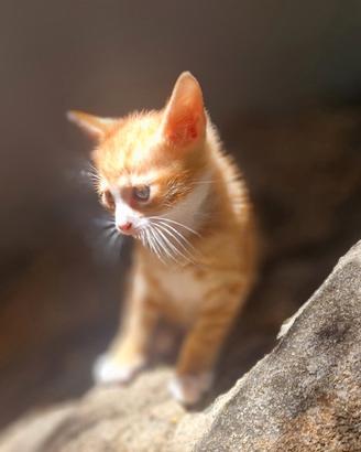 Gattini, gatti