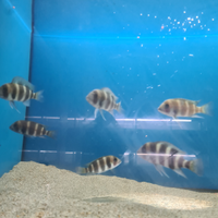 Frontosa burundi, aulonocara