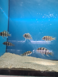 Frontosa burundi, aulonocara