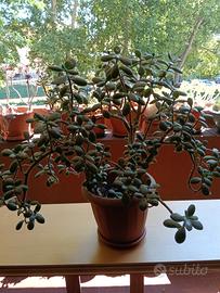 pianta crassula ovata  albero di giada 