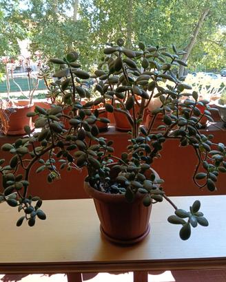 pianta crassula ovata  albero di giada 