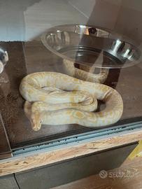 PITONE MOLURO con teca +CITES