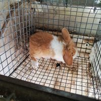 Coniglietti nani di 2 mesi circa