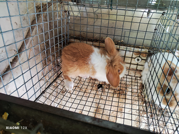 Coniglietti nani di 2 mesi circa