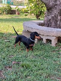 Cuccioli di bassotti nani
