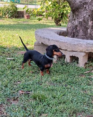 Cuccioli di bassotti nani