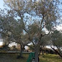alberi di ulivo