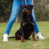Rottweiler cucciola