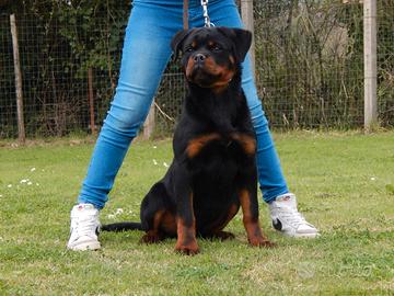 Rottweiler cucciola