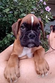 Cuccioli boxer disponibili
