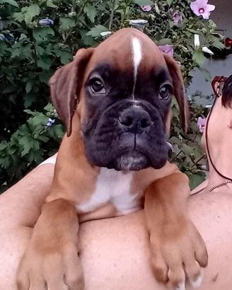 Cuccioli boxer disponibili