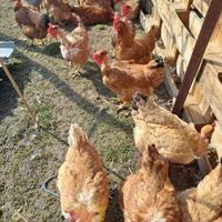 Pollastre /galline /polli
