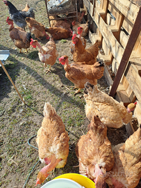 Pollastre /galline /polli