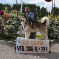 Cuccioli Alaskan malamute