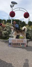 Cuccioli Alaskan malamute