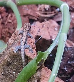BABY Lepidodactylus Lugubris