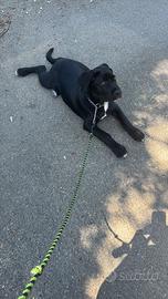 Regalasi cucciolo mix corso