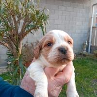 Breton cuccioli con pedigree