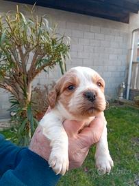 Breton cuccioli con pedigree