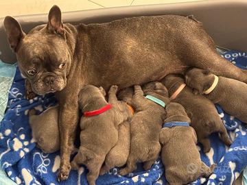Cuccioli di Bulldog Francese Blu