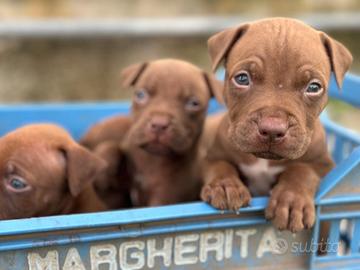 Cuccioli di Pitbull rednose puri