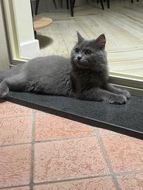 Cucciolo di persiano chinchillà
