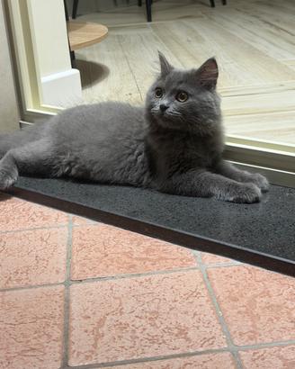 Cucciolo di persiano chinchillà