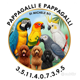 Pappagalli allevati a mano