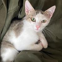 Miyu - Gattina 5 mesi